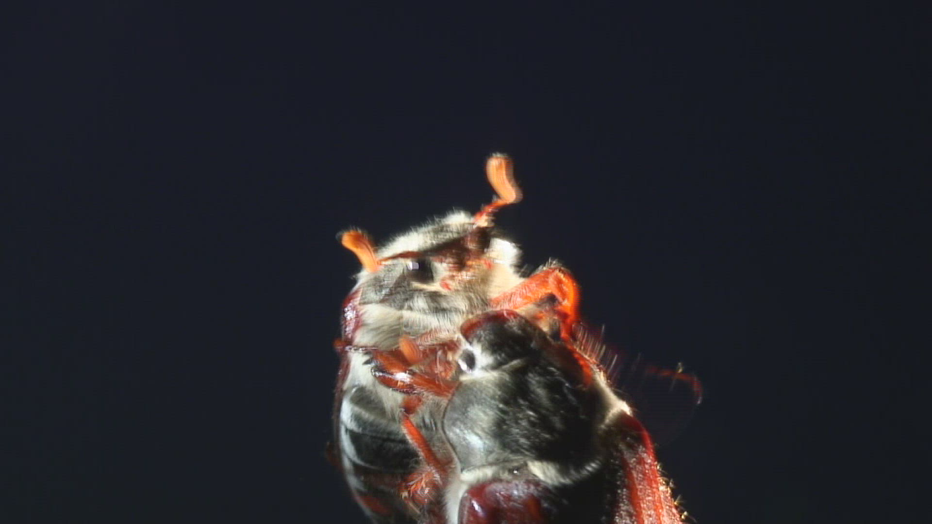 345171148 / Common Cockchafer / Stipe / Climbing