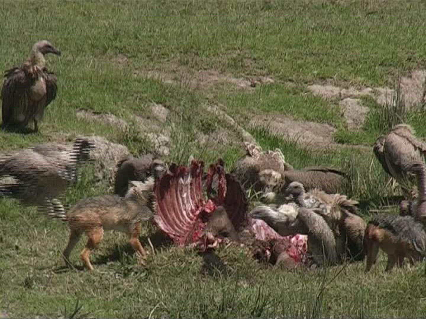 349399835 / Vulture / Jackal / Eating / Tanzania