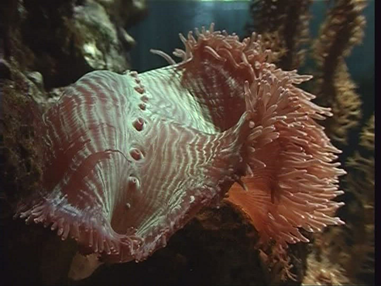 253042567 / Sea Anemone / Aquarium