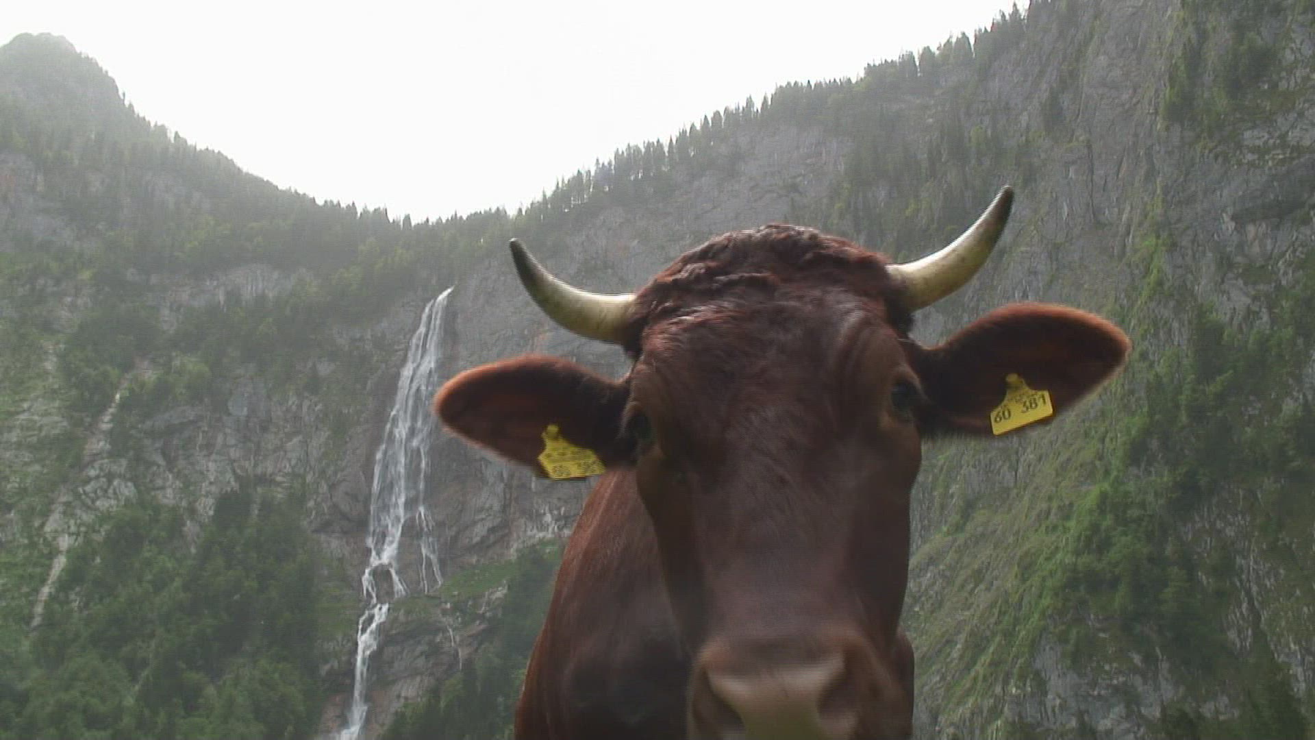 550317320 / Cow / Alp / Bavarian Alps / Germany