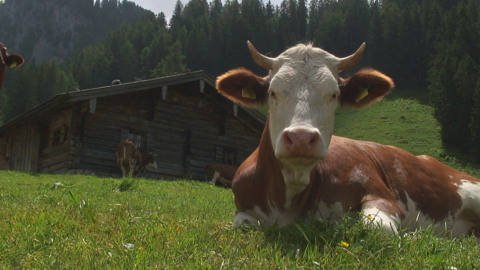129991521 / Cow / Alp / Bavarian Alps / Germany