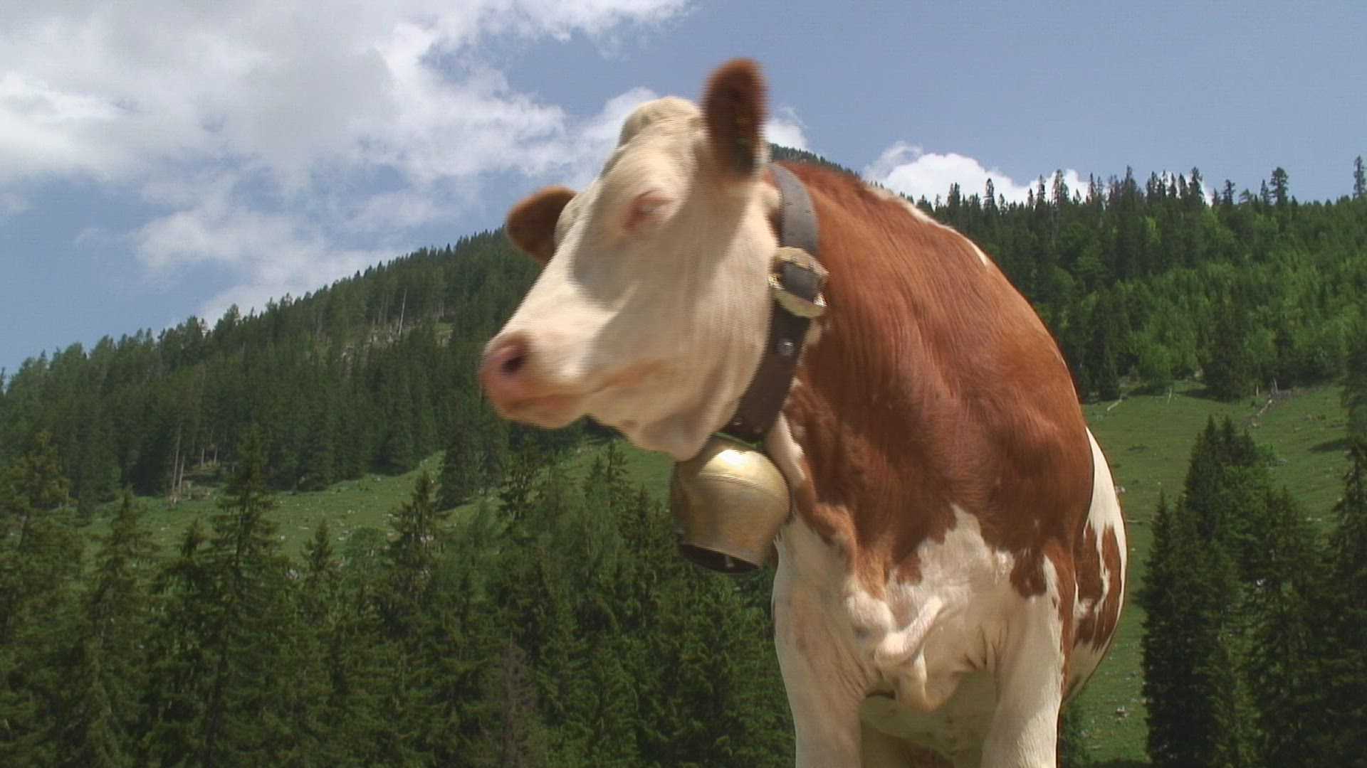 742699215 / Cow / Alp / Bavarian Alps / Germany
