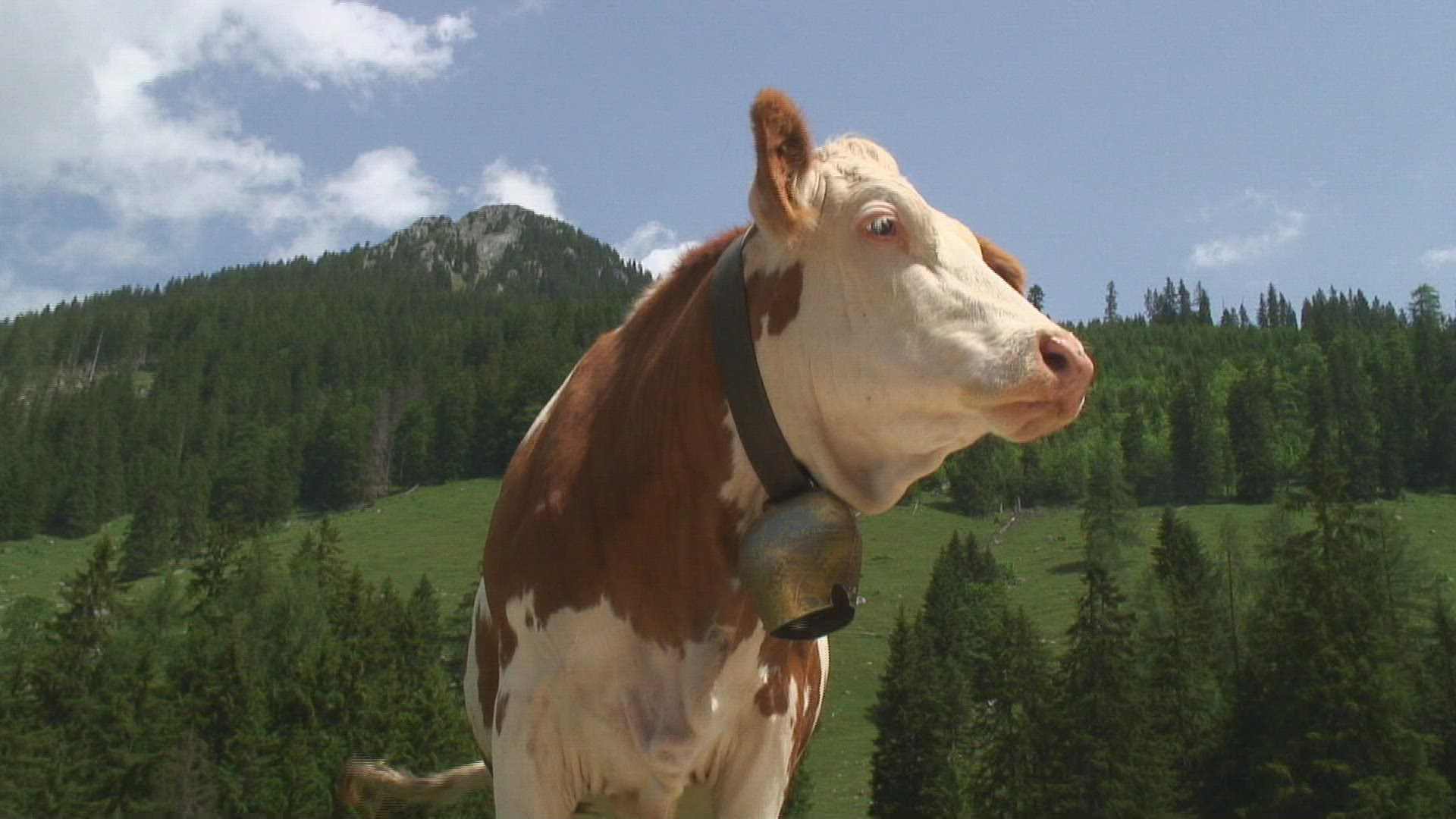 569123825 / Cow / Alp / Bavarian Alps / Germany