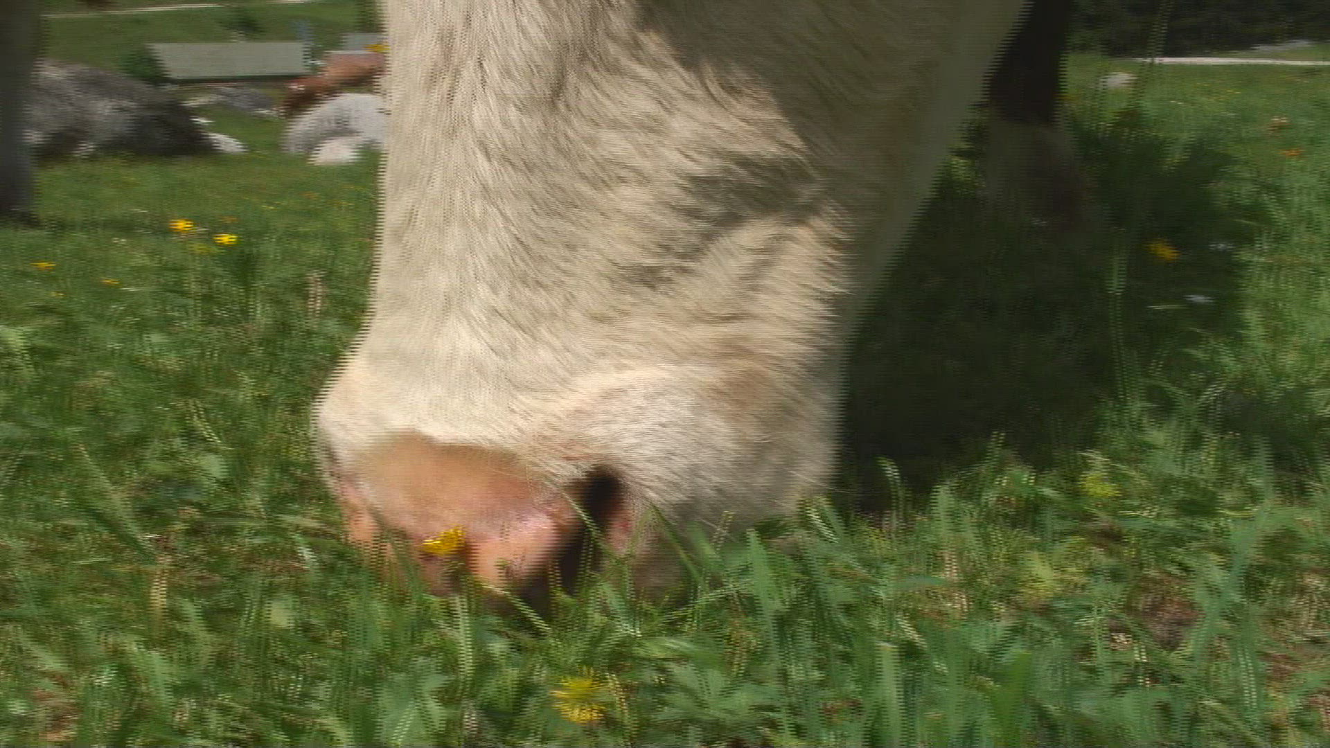 472084321 / Cow / Alp / Bavarian Alps / Germany