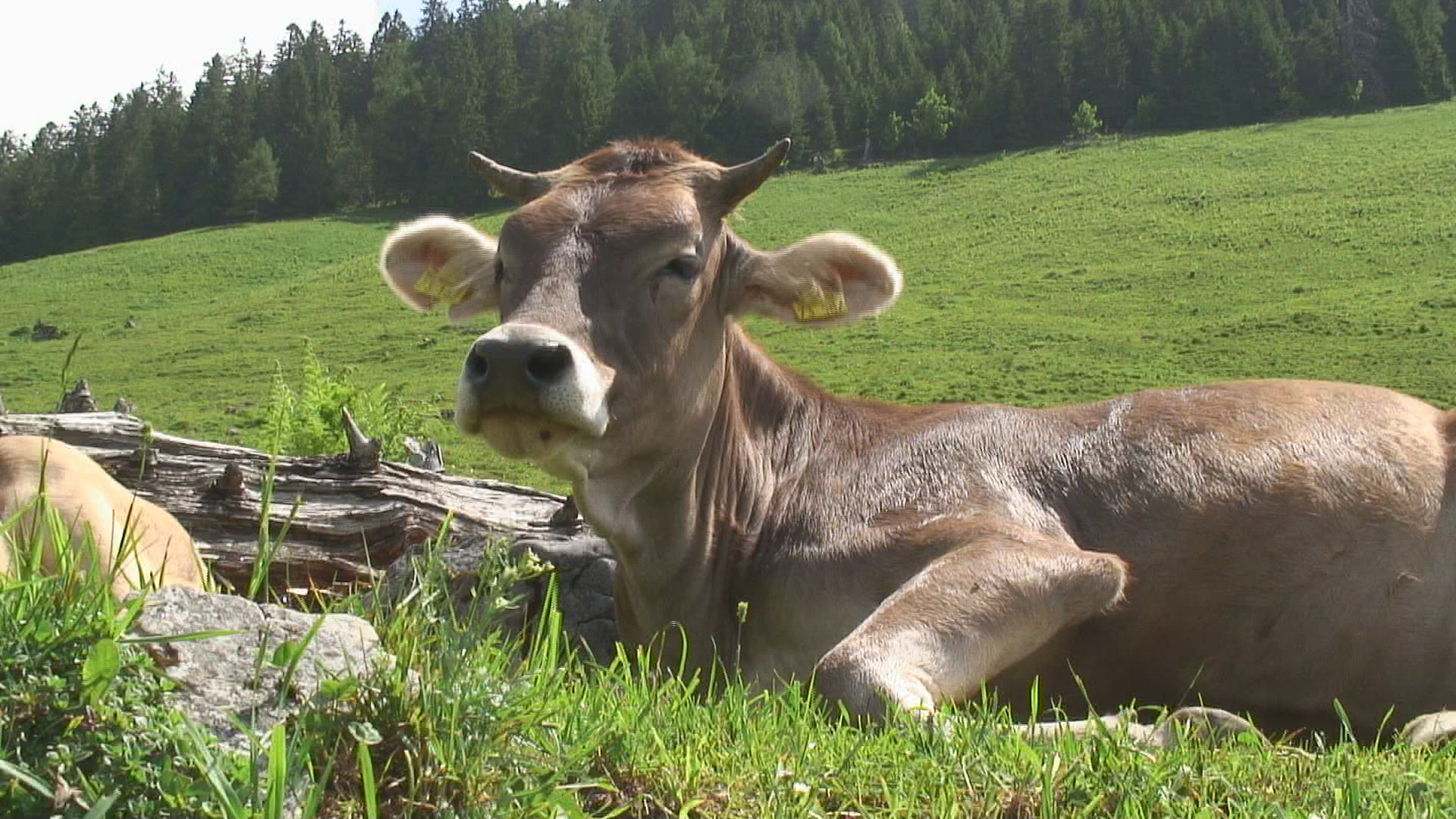 735324637 / Cow / Alp / Bavarian Alps / Germany