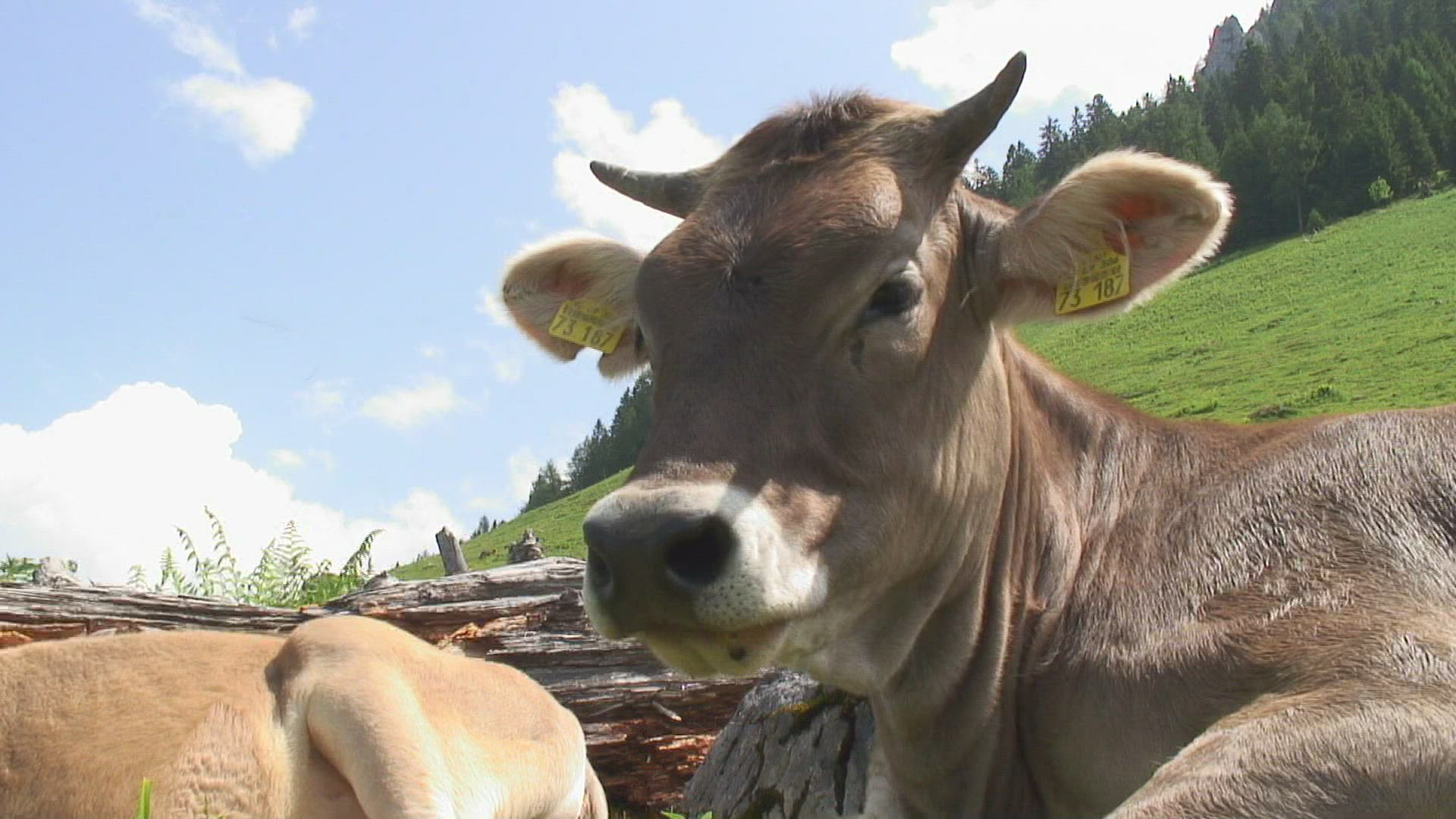 155253444 / Cow / Alp / Bavarian Alps / Germany