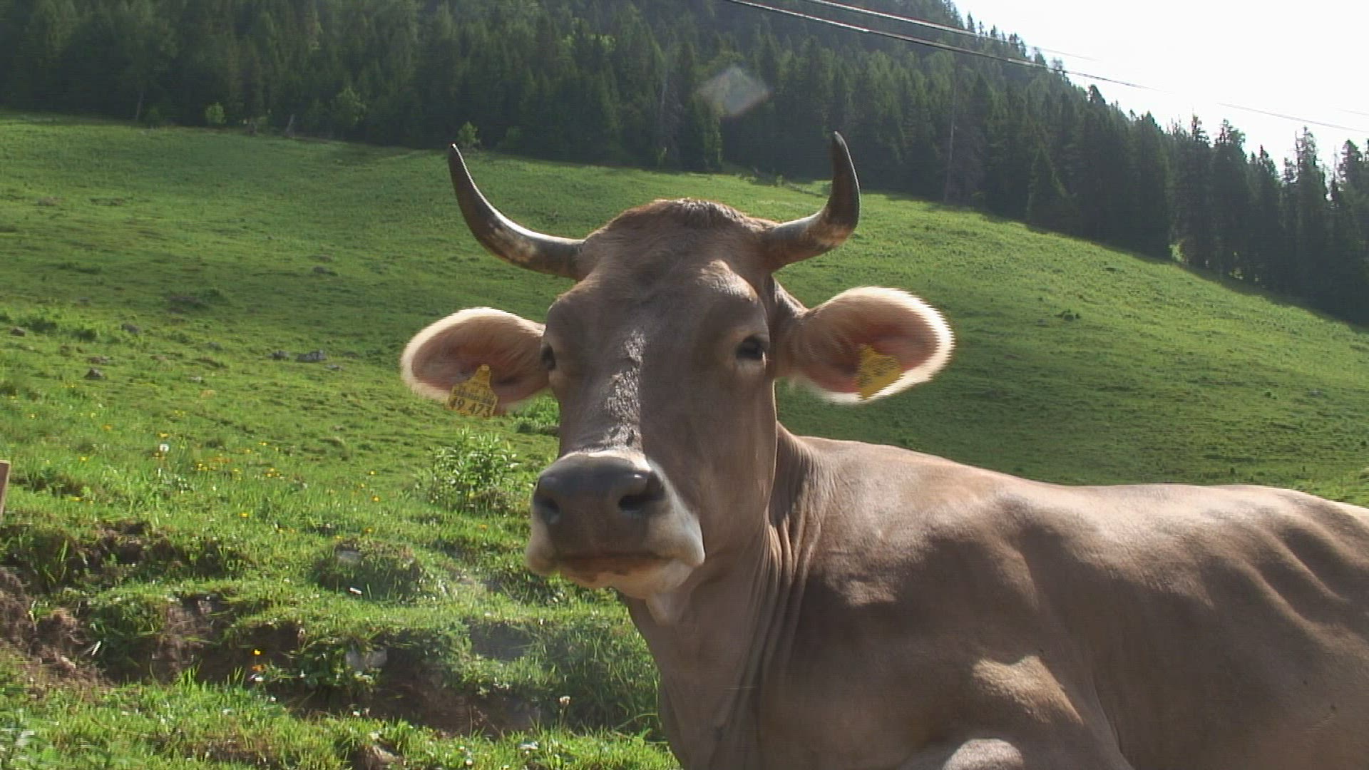826081090 / Cow / Alp / Bavarian Alps / Germany