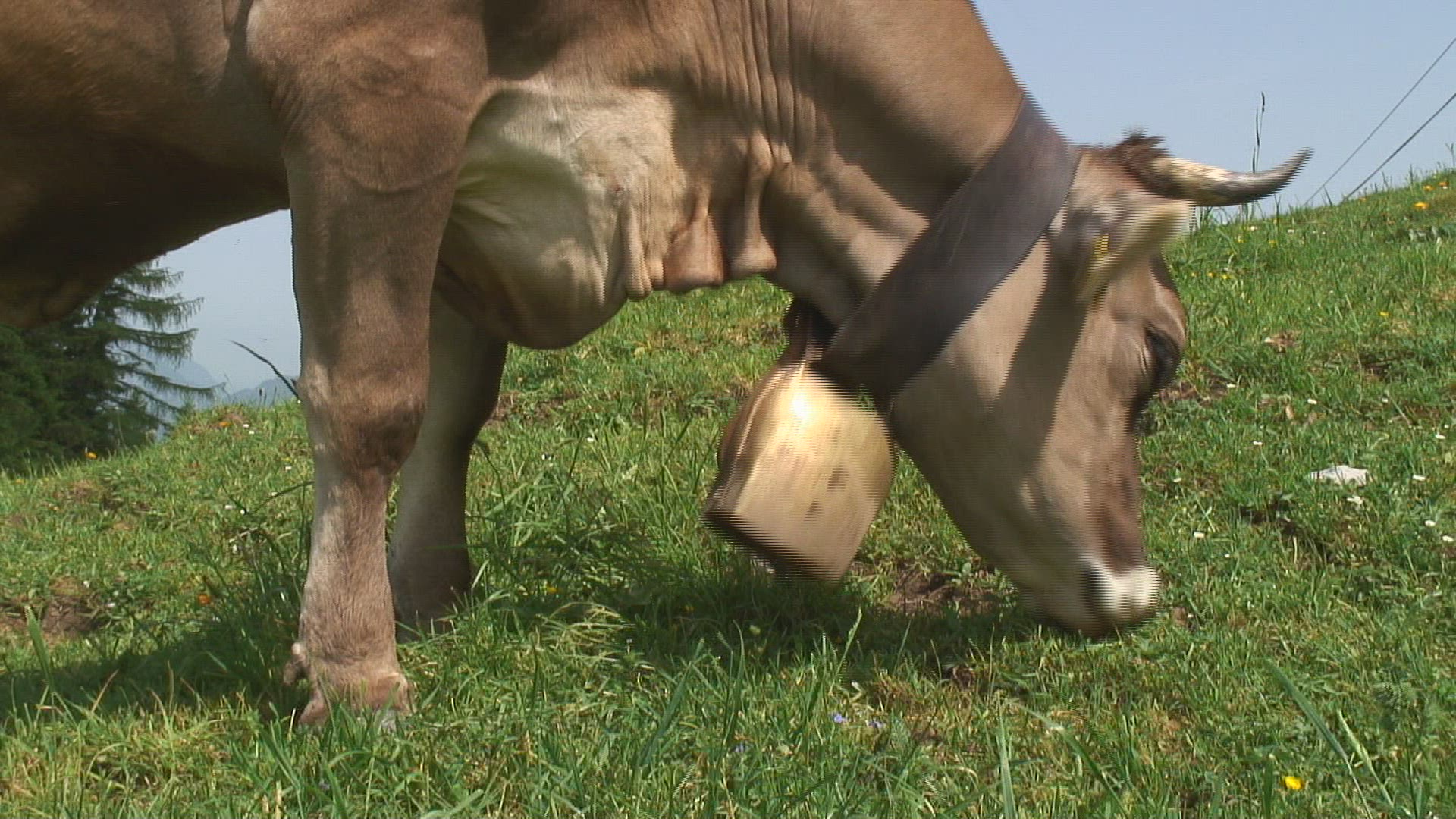 926261392 / Cow / Alp / Bavarian Alps / Germany