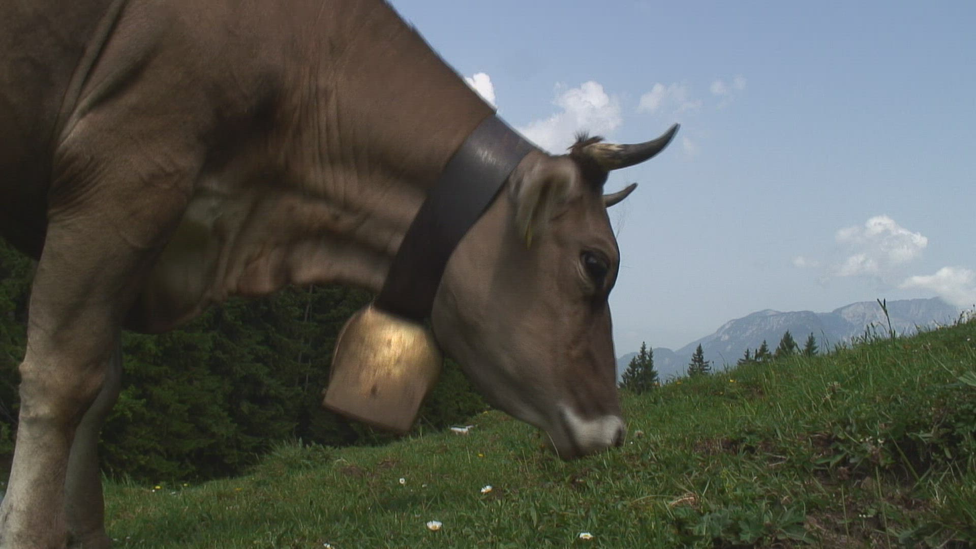 943738029 / Cow / Alp / Bavarian Alps / Germany