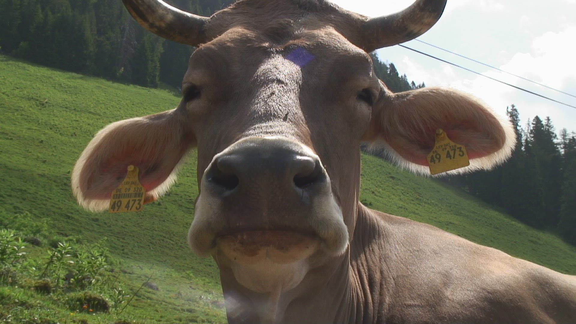 789490976 / Cow / Alp / Bavarian Alps / Germany
