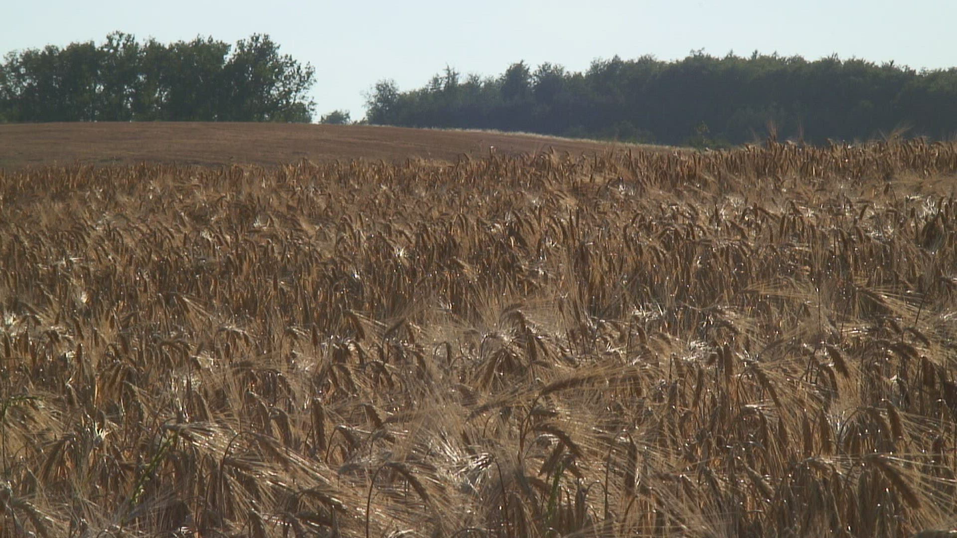 606425558 / Barley Field / Germany