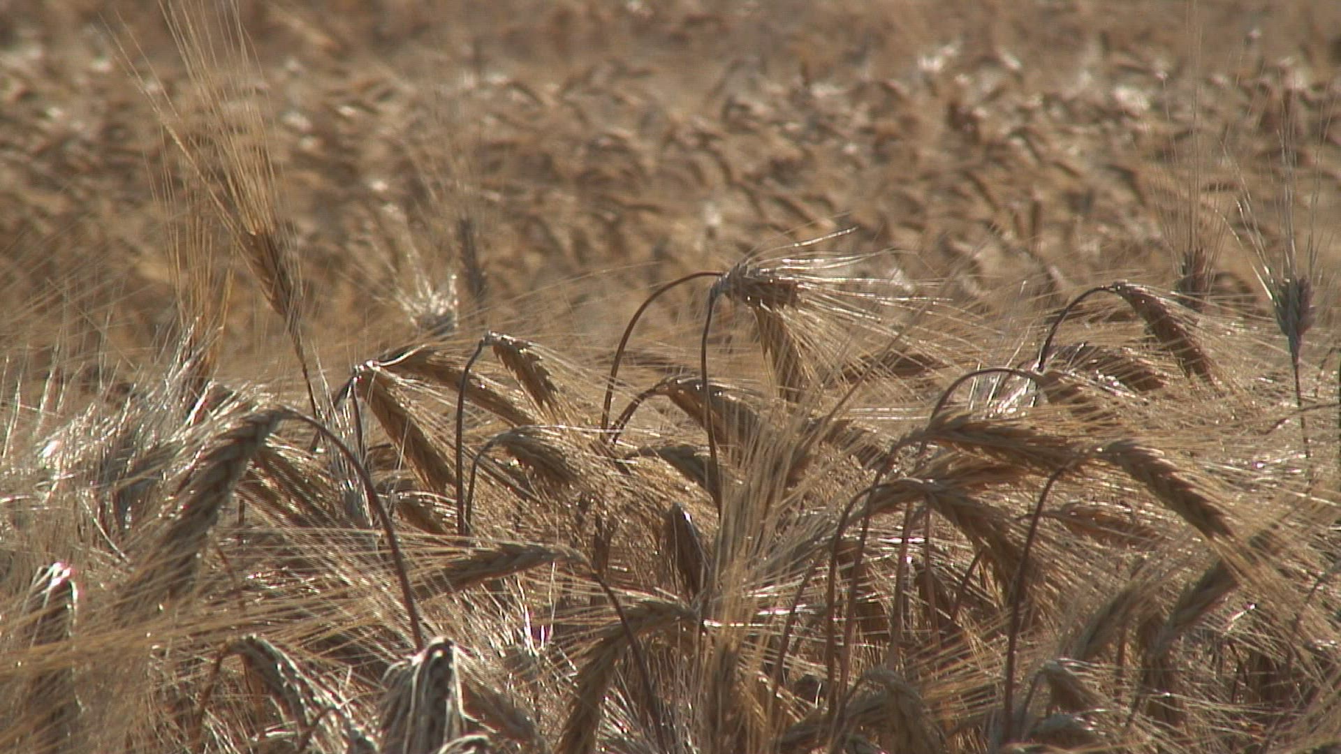 198780045 / Barley Field / Germany