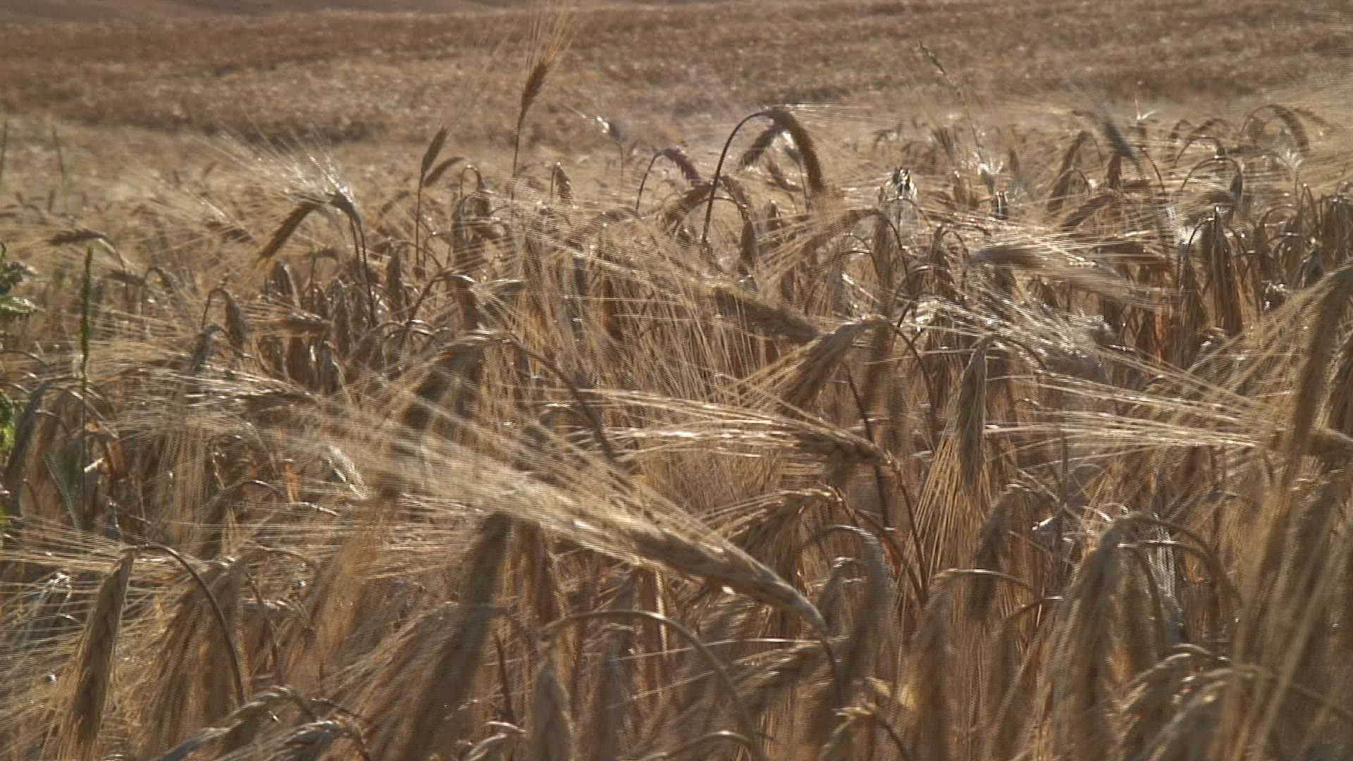 818687872 / Barley Field / Germany