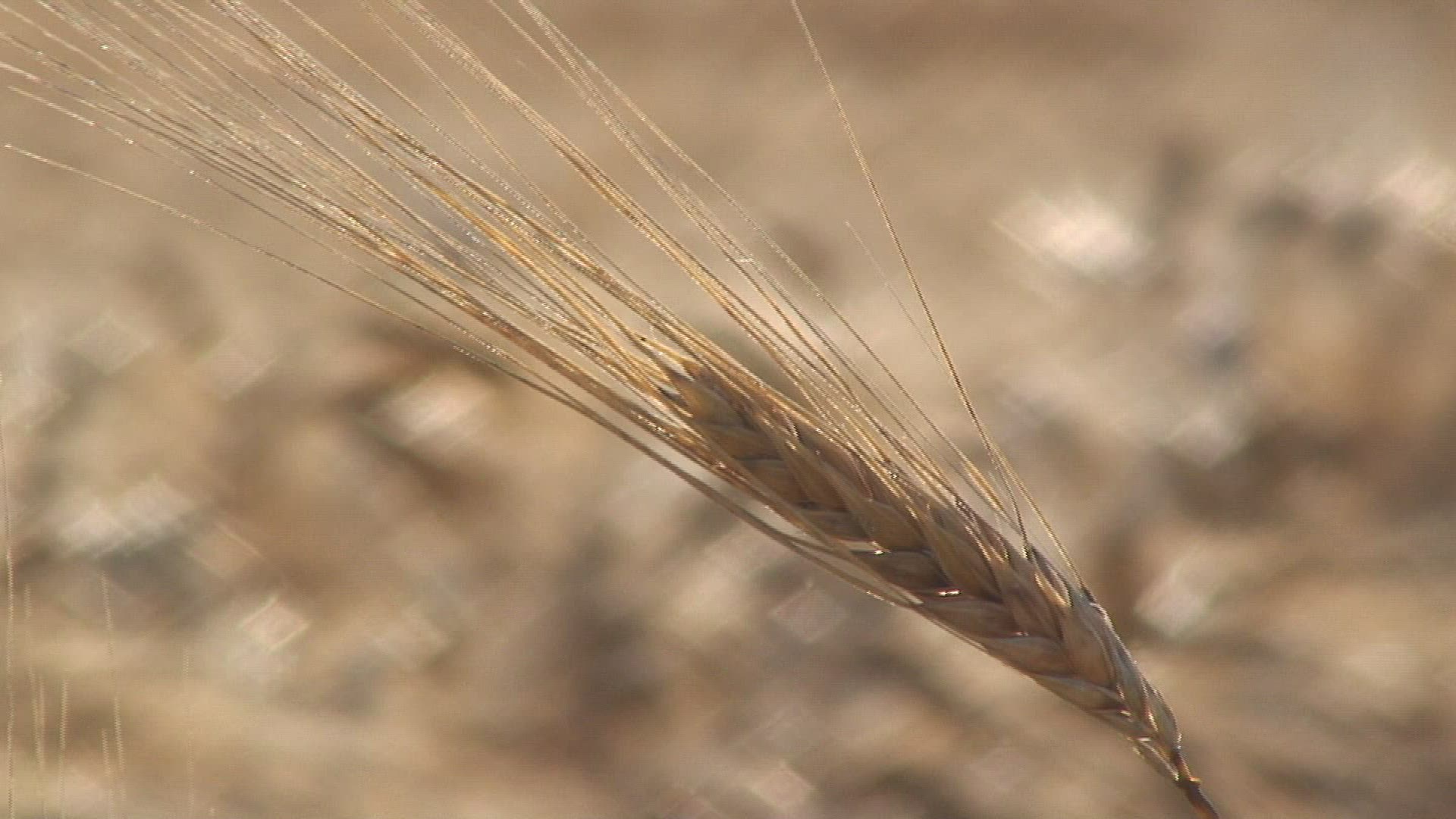 881800375 / Barley Field / Germany