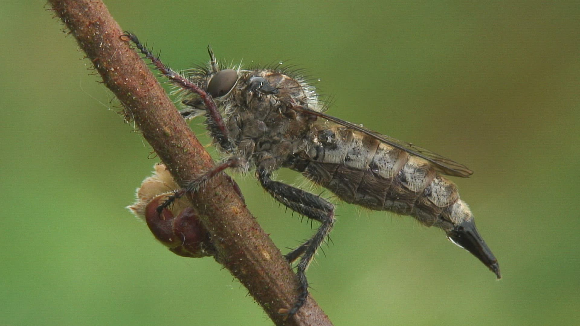 251312109 / Empid Fly / Germany