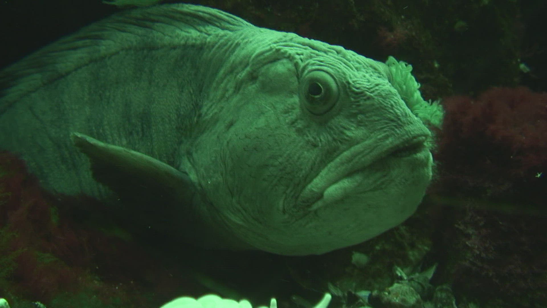 431112144 / Sea Wolf / Aquarium / Germany