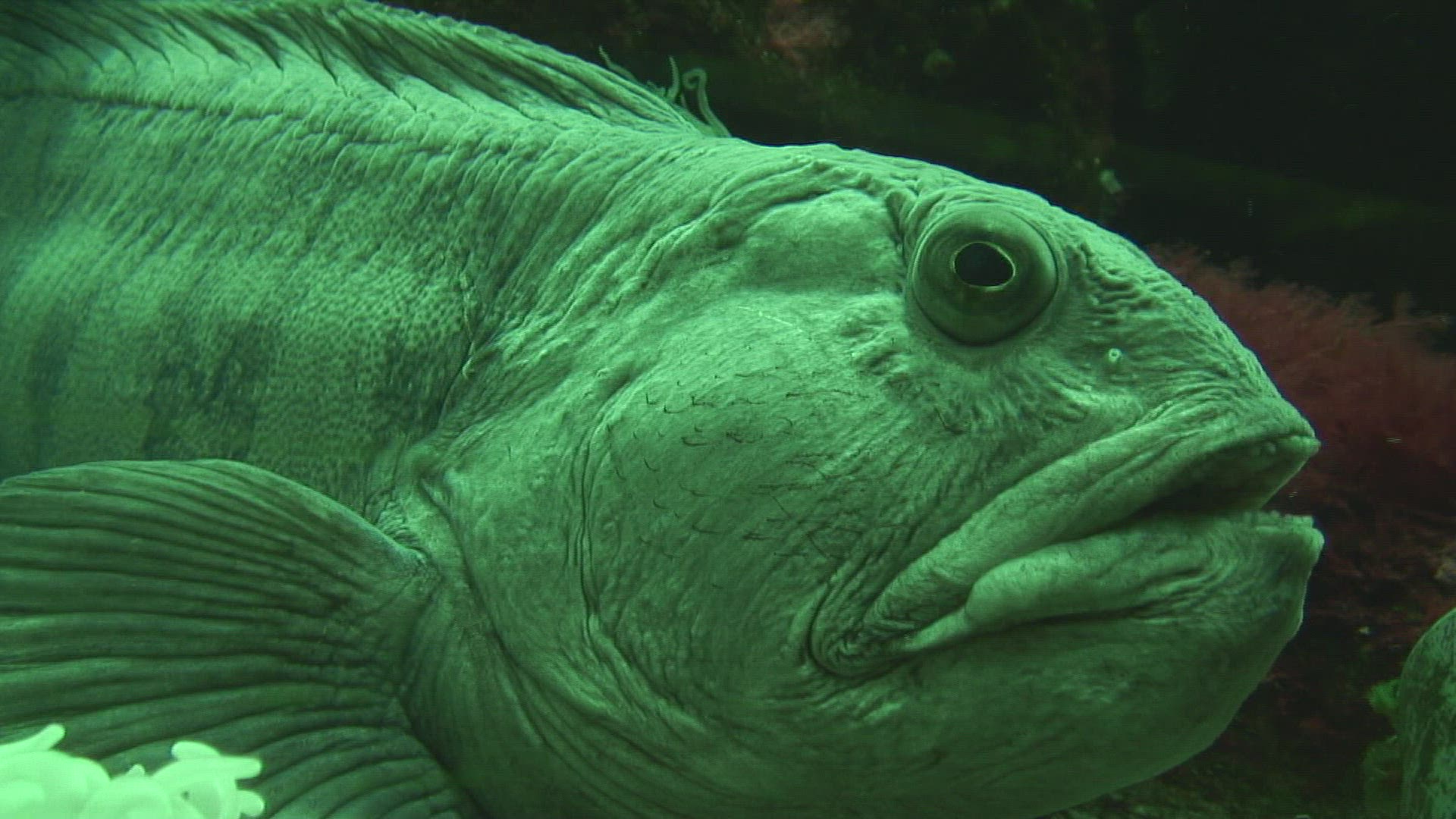 673136046 / Sea Wolf / Aquarium / Germany