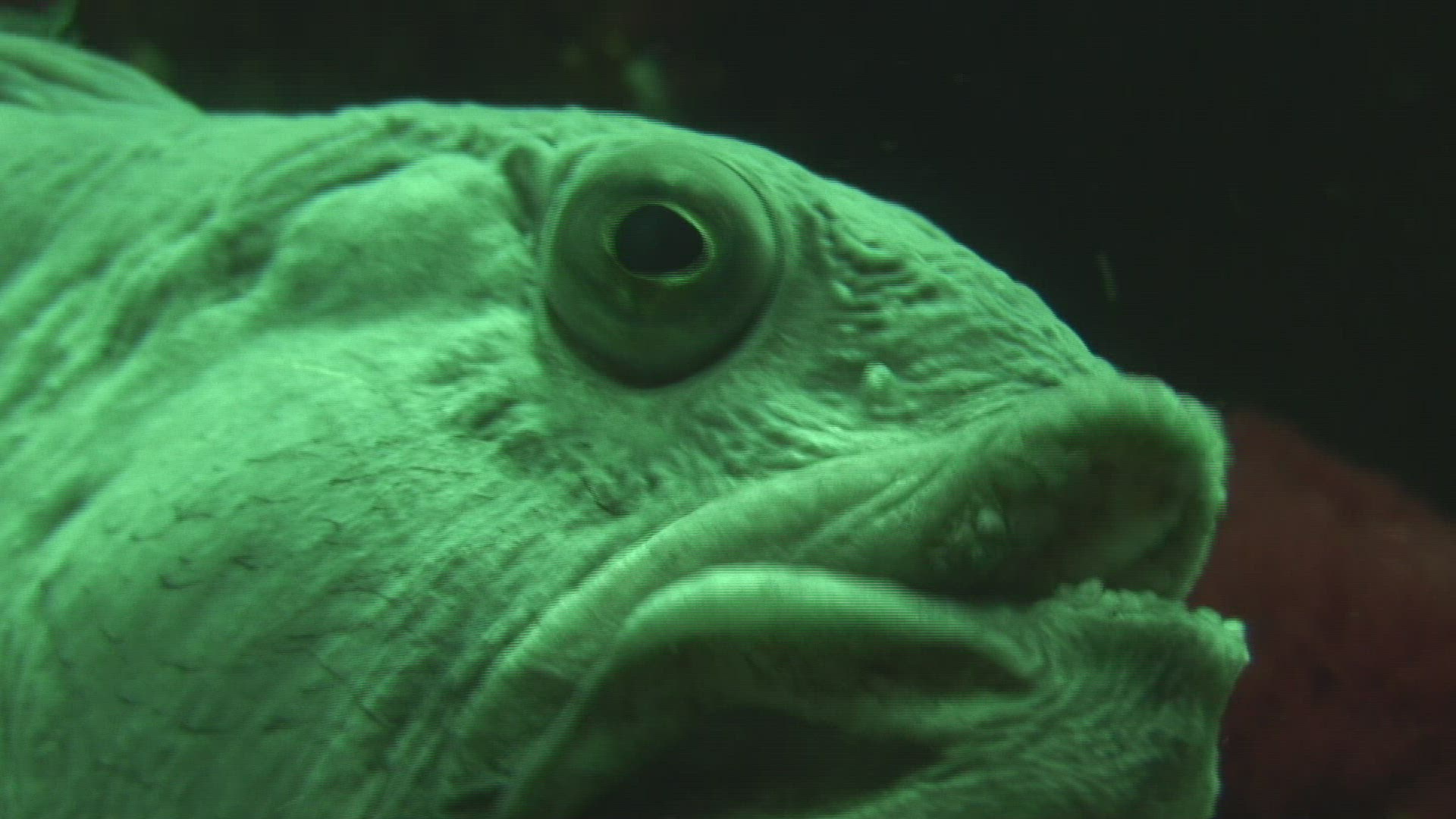 948828905 / Sea Wolf / Aquarium / Germany