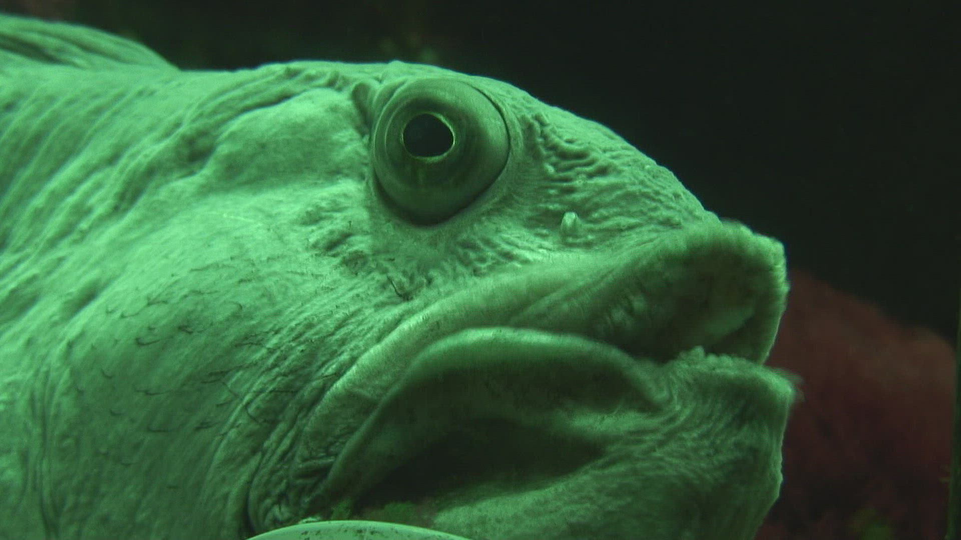 532650612 / Sea Wolf / Aquarium / Germany