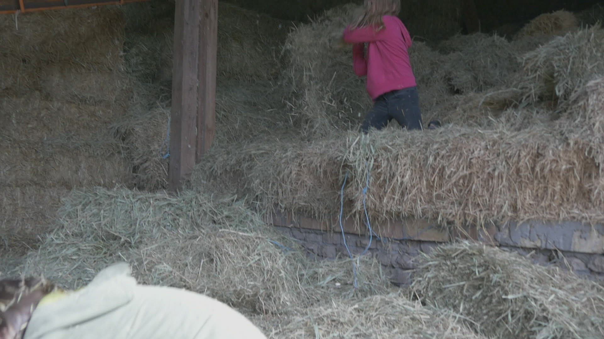 701321522 / Girl / Playing / Hayloft