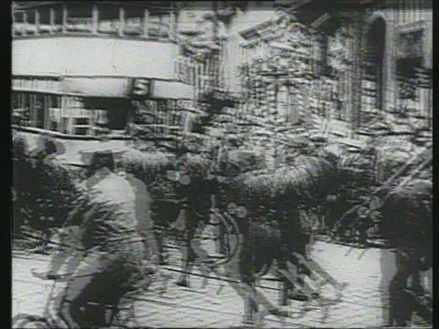 406321103 / Adolf Hitler / Berlin / Germany / 1920-1939