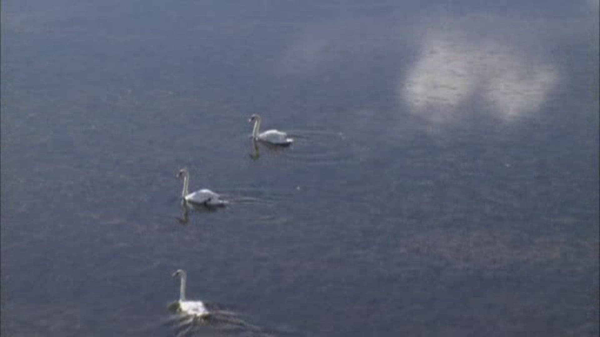 326337452 / Bird / Mediterranean Sea / France