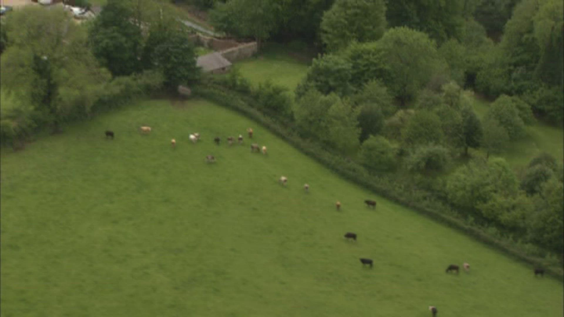666919335 / Cattle Herd / Great Britain