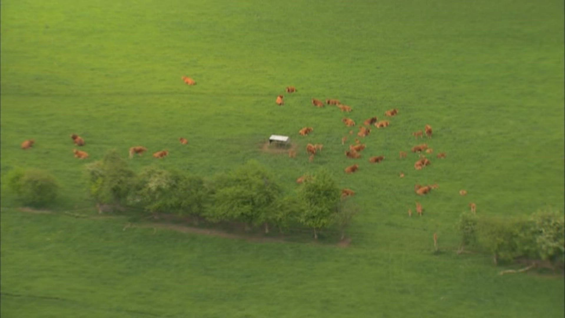 399309094 / Cattle Herd / Great Britain