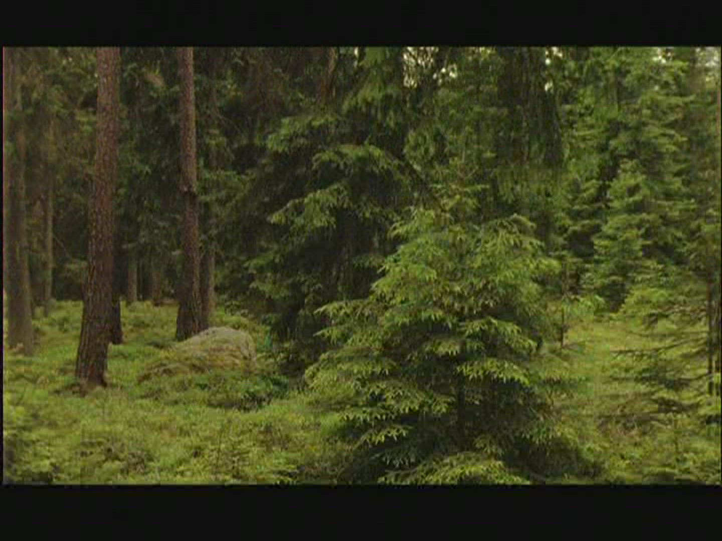 964728745 / Coniferous Forest / Rock / Sweden