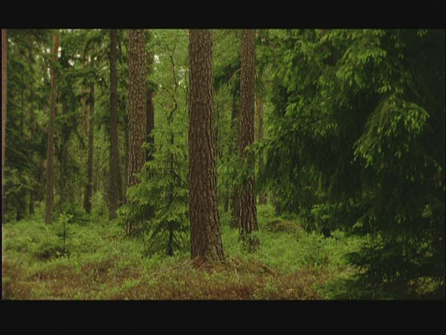 511978178 / Coniferous Forest / Rock / Sweden