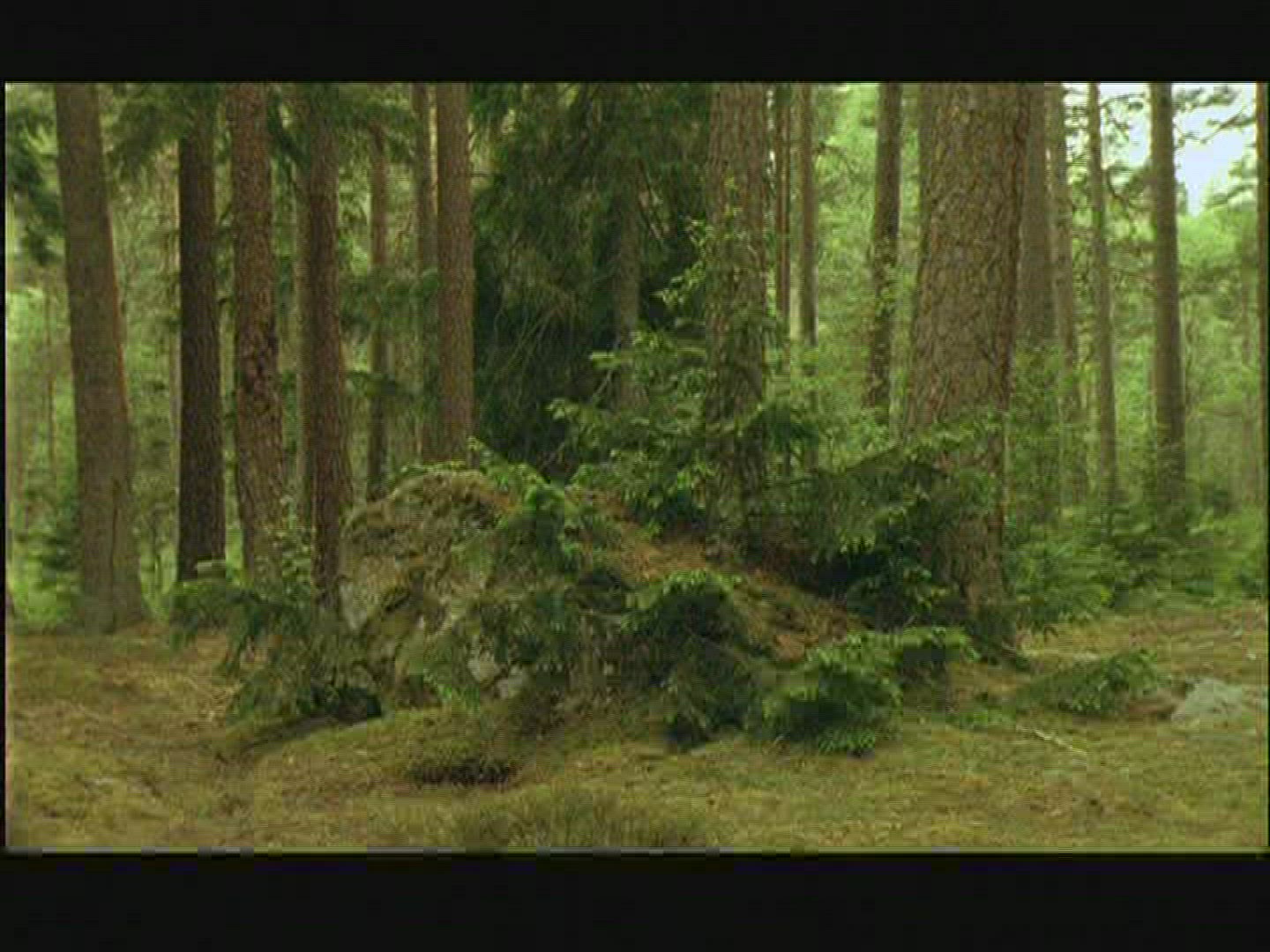 836866627 / Coniferous Forest / Rock / Sweden