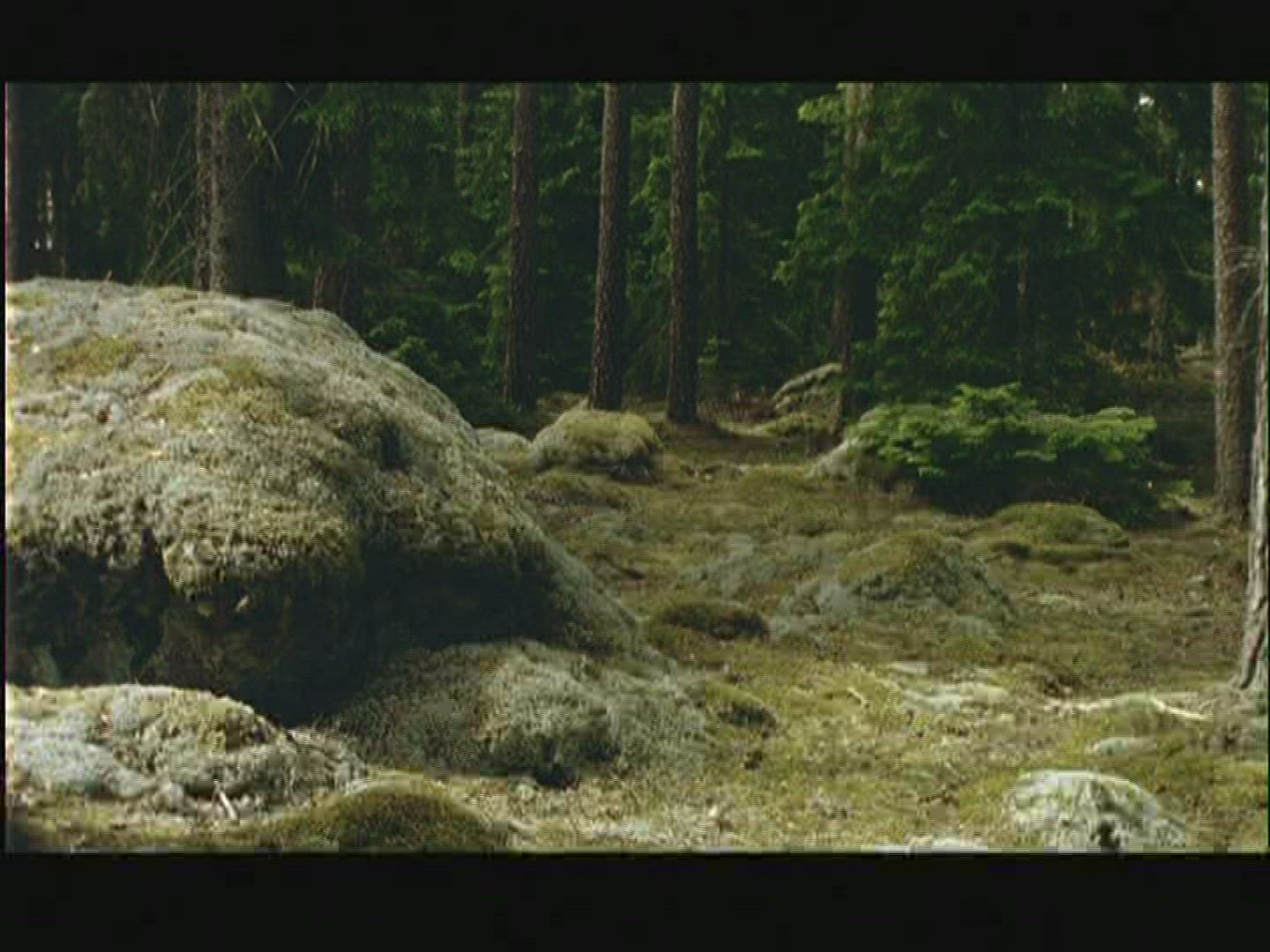 323857997 / Coniferous Forest / Rock / Sweden