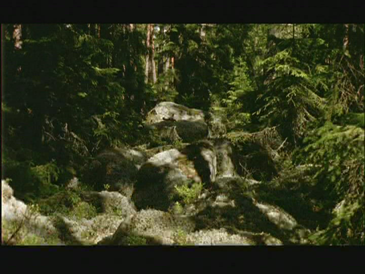 173780775 / Coniferous Forest / Rock / Sweden