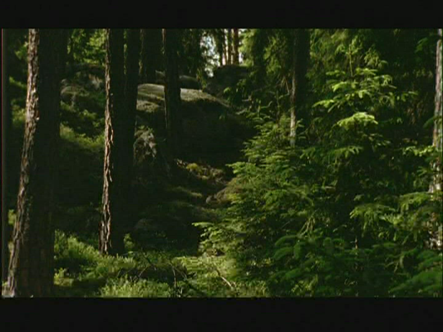 273885049 / Coniferous Forest / Rock / Sweden