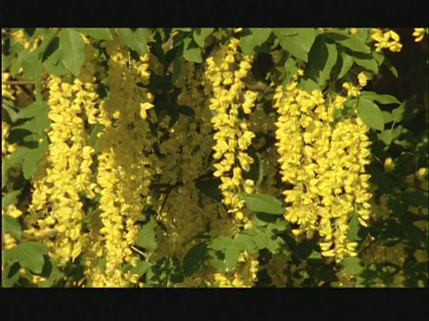 408322533 / Laburnum / Blossom / Sweden