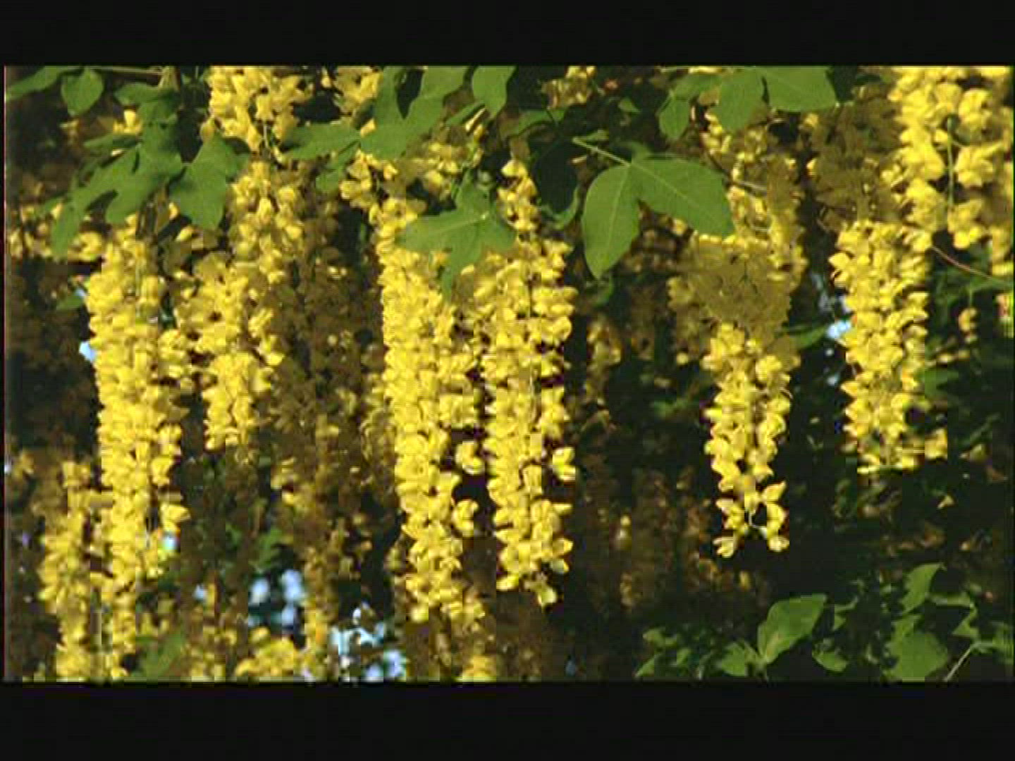 191308944 / Laburnum / Blossom / Sweden