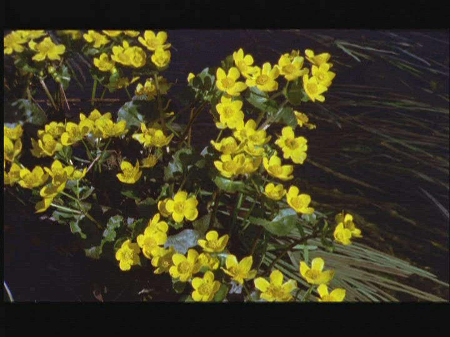 424309397 / Marsh Marigold / Blossom / Sweden