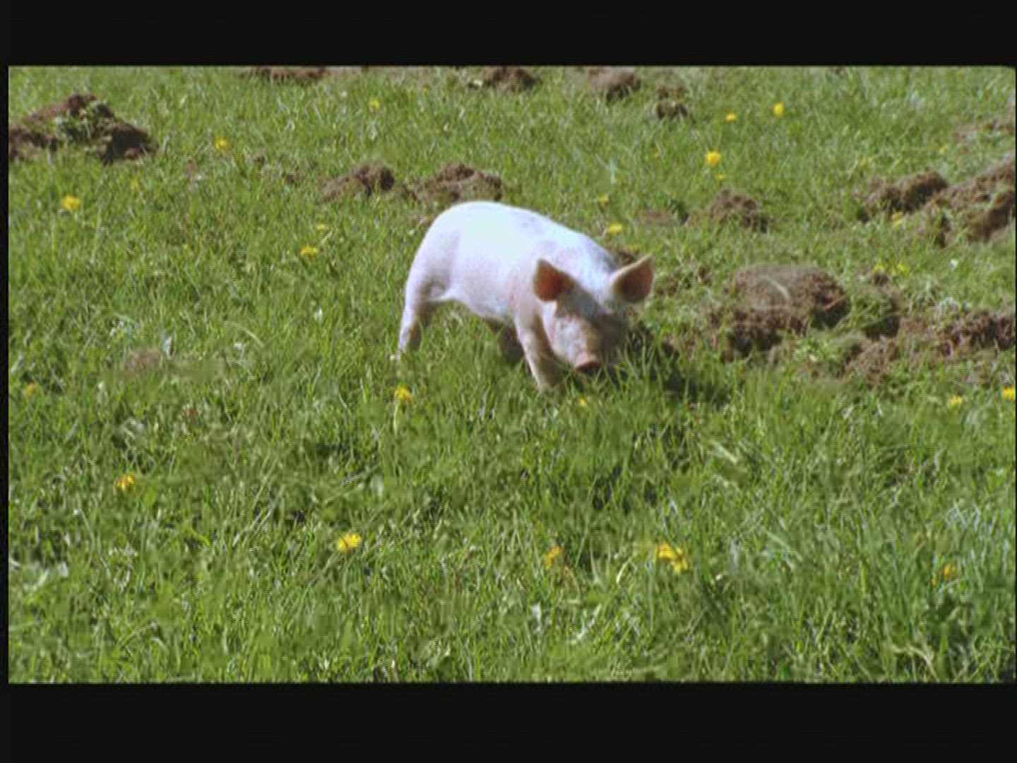 546260431 / Domestic Pig / Piglet / Sweden