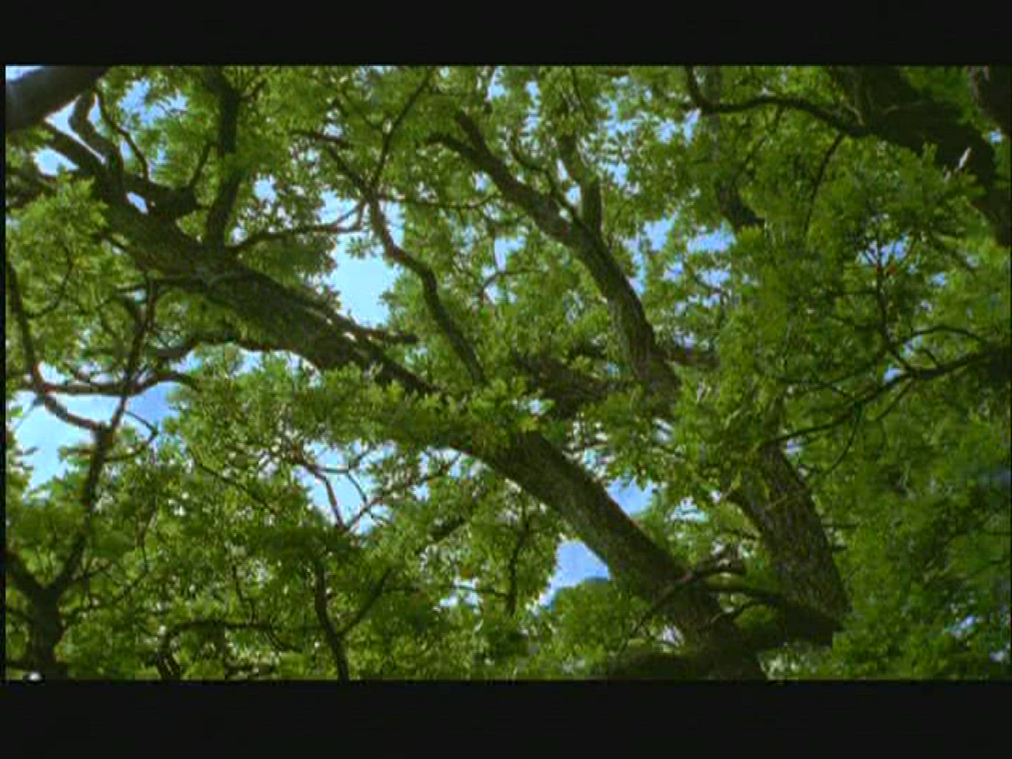 727238270 / Oak / Limb / Sweden