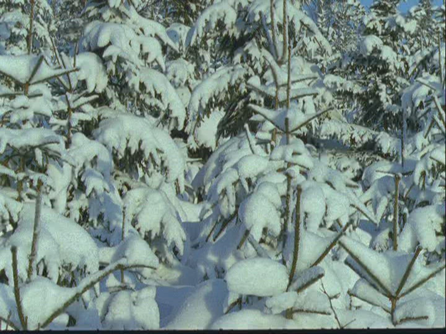 118995312 / Conifer / Winter / Sweden