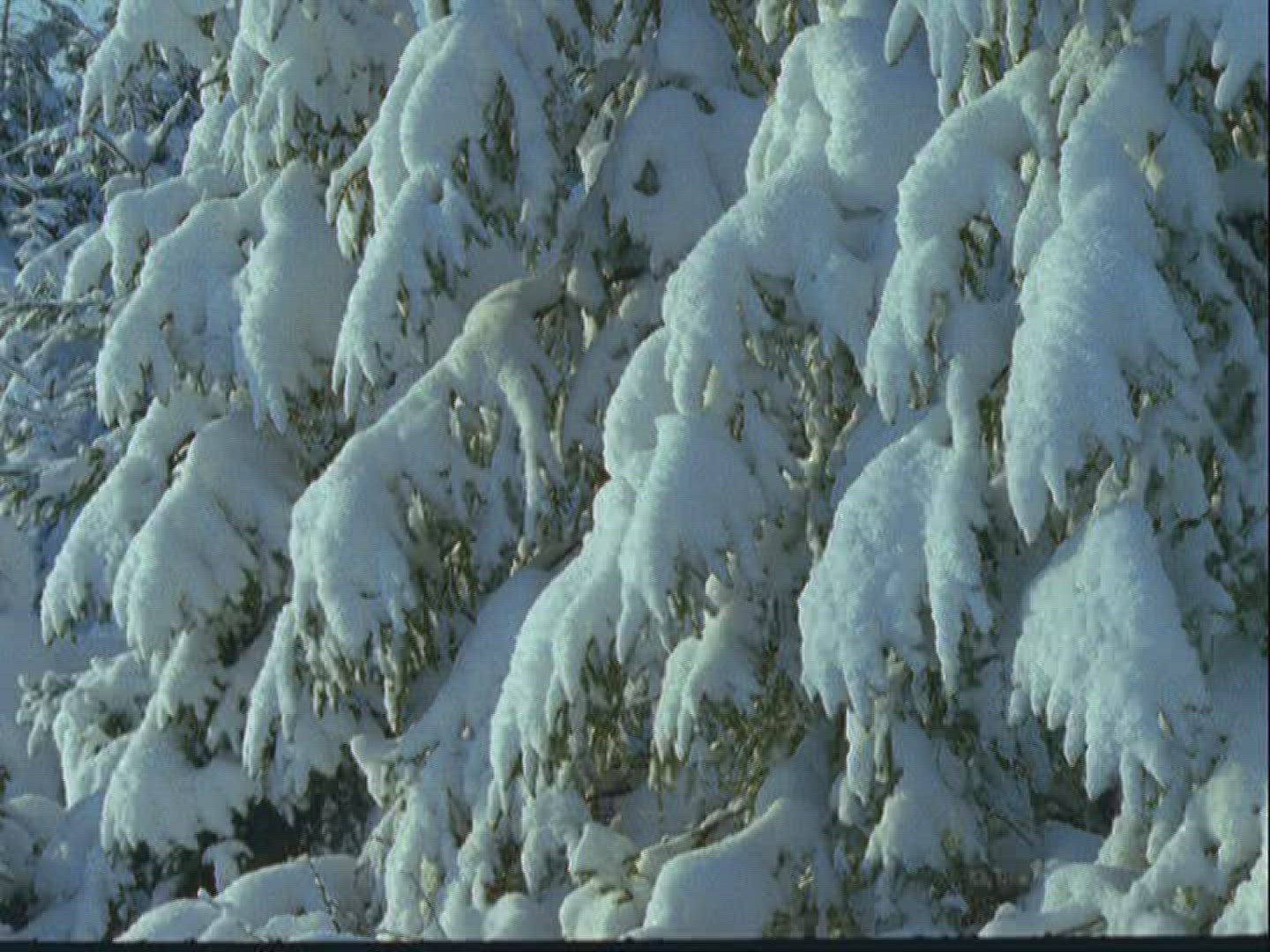 743479261 / Conifer / Winter / Sweden