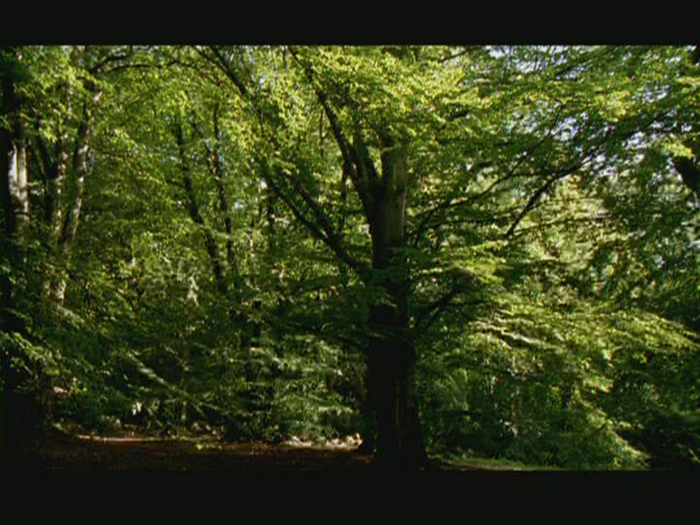 855817293 / Deciduous Tree / Sweden 855817293 / Deciduous Tree / Sweden