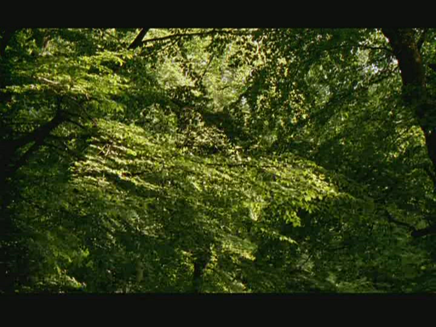 489787652 / Deciduous Tree / Sweden 489787652 / Deciduous Tree / Sweden