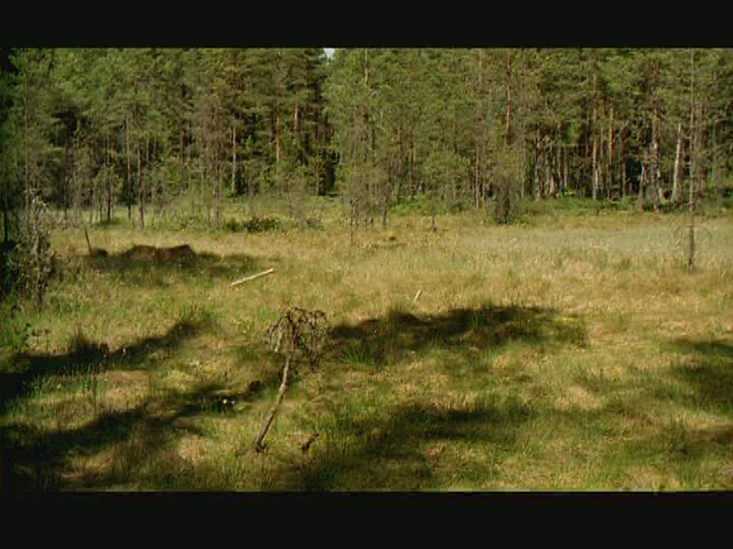 108698053 / Coniferous Forest / Sweden