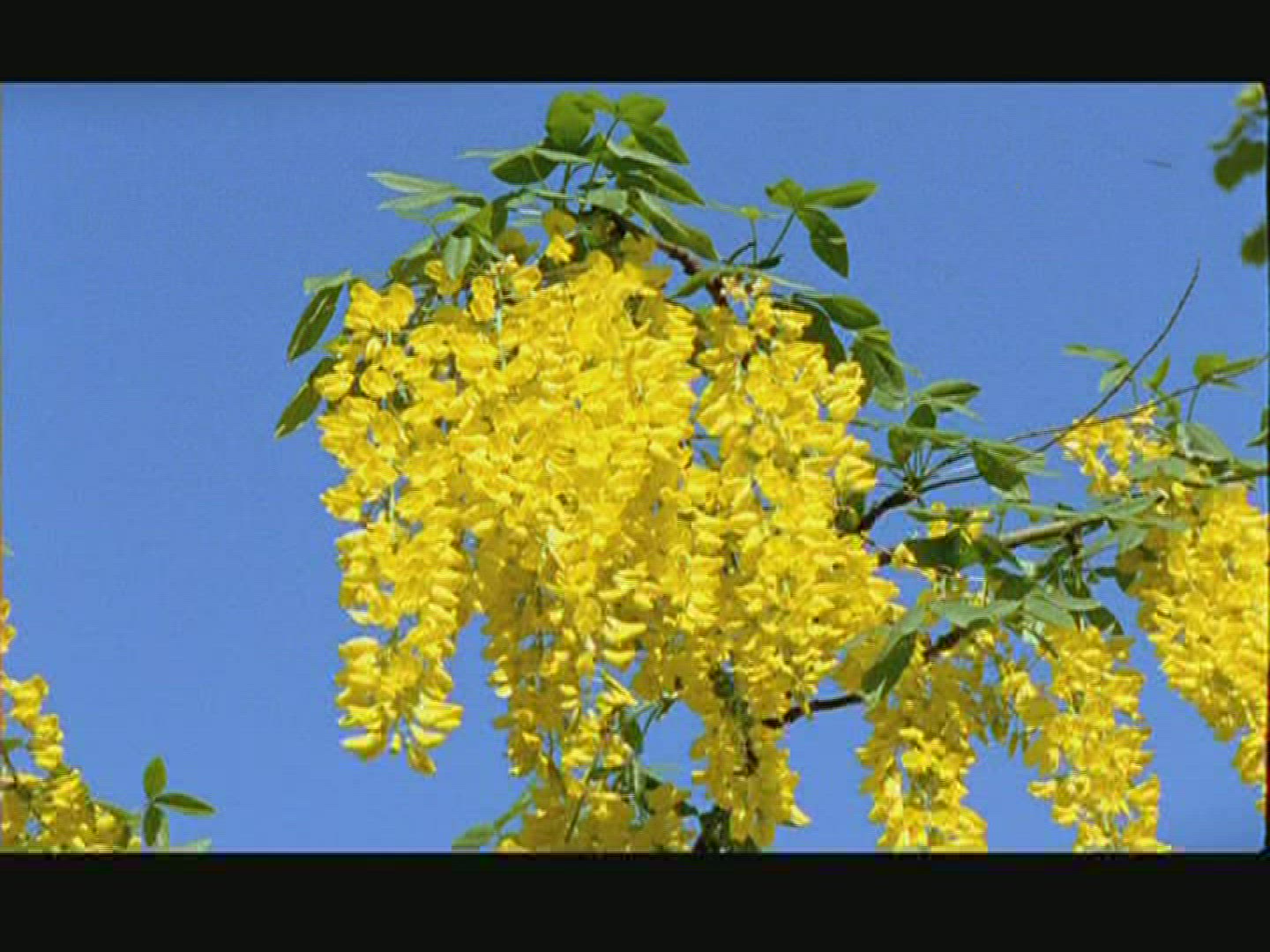 382164914 / Laburnum / Plant / Sweden