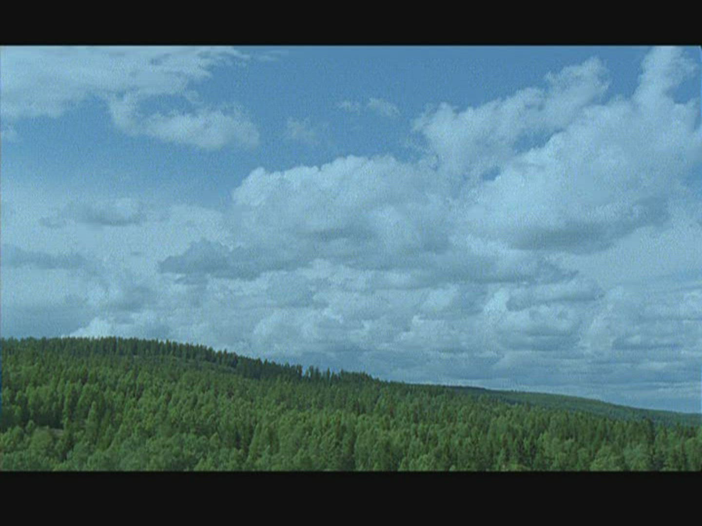 798849380 / Coniferous Forest / Landscape / Sweden