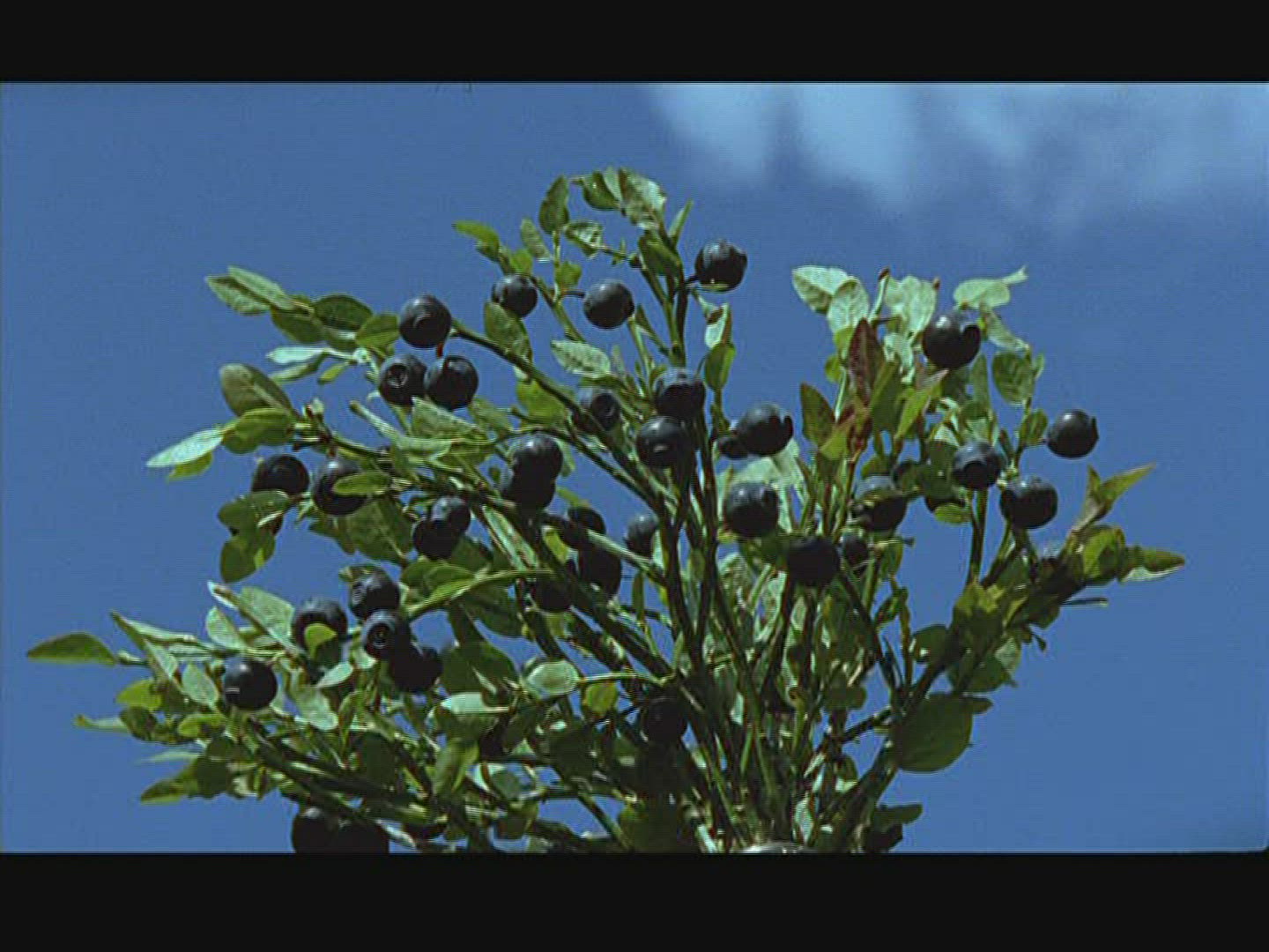 685513180 / Blue Berry / Sweden