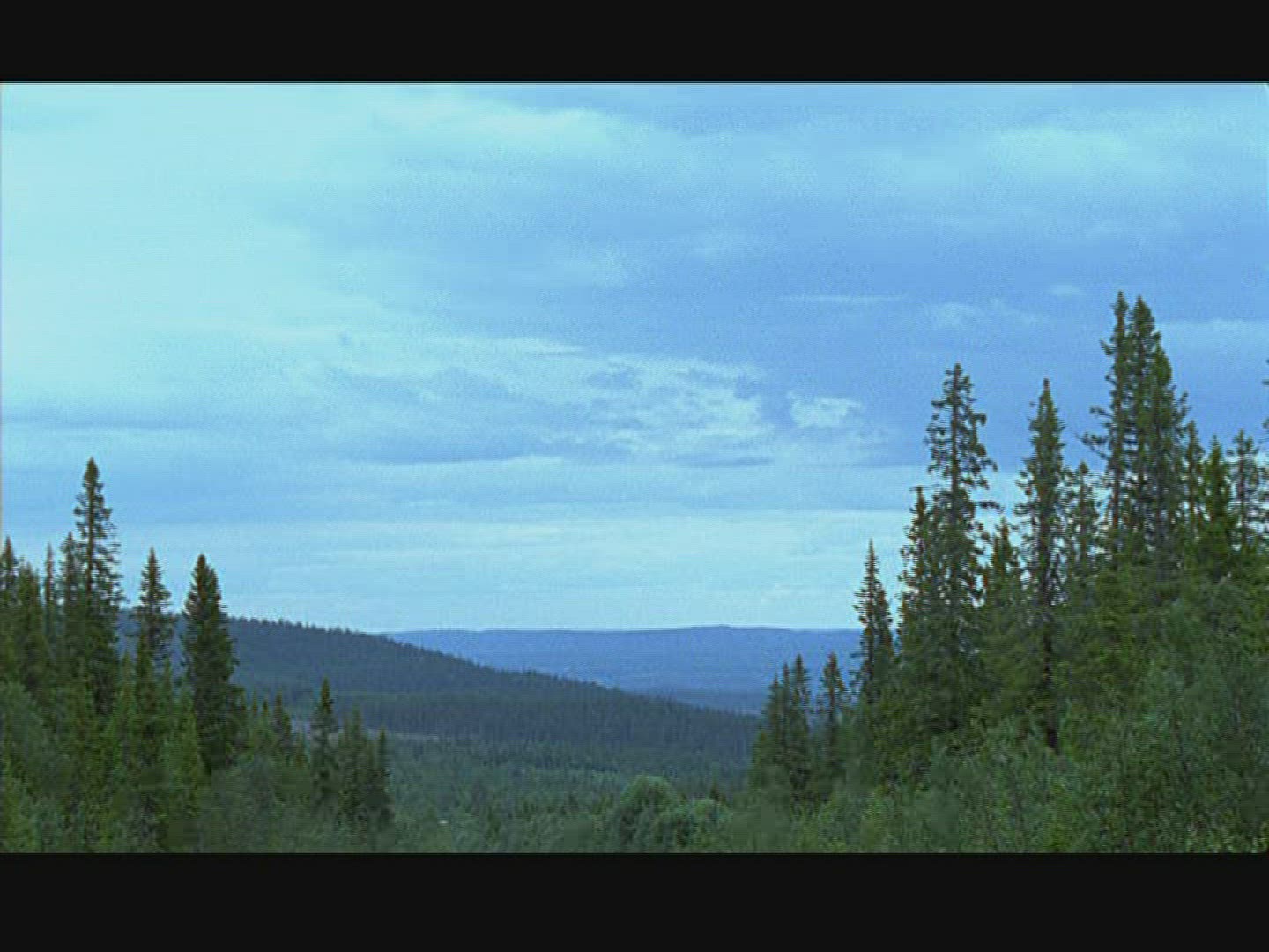 159149811 / Coniferous Forest / Sweden