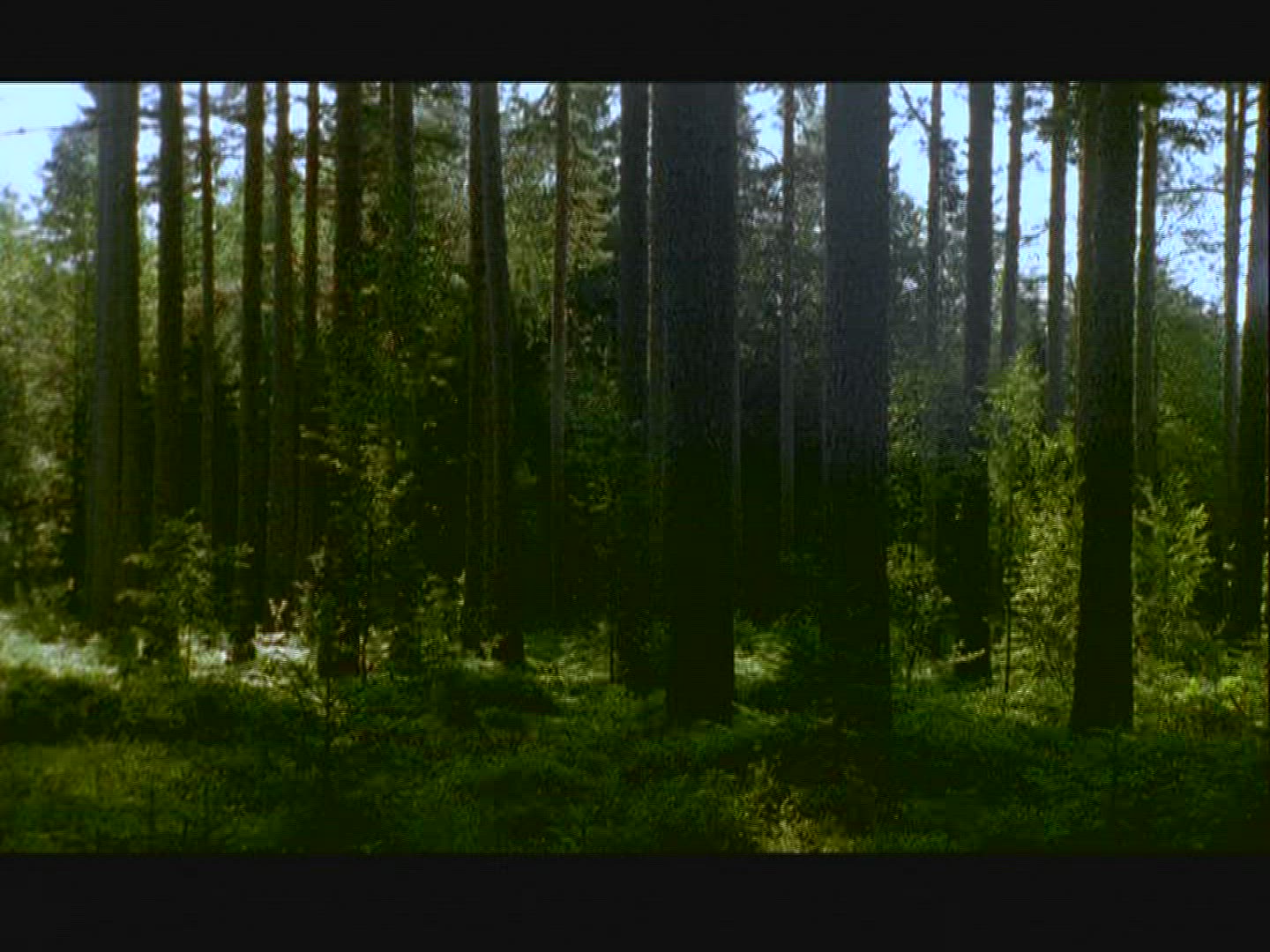 414015620 / Forest / Stem / Sweden