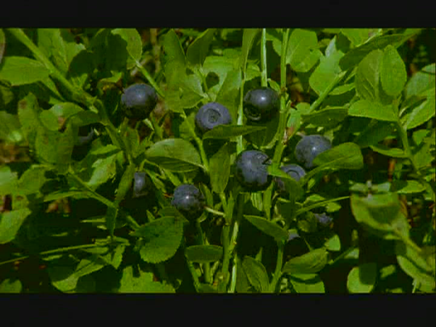 398602265 / Woman / Picking / Blue Berry / Sweden